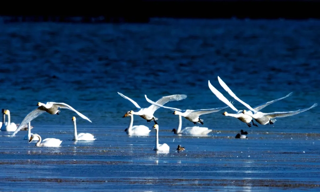 【4A】赤峰市达里湖旅游区